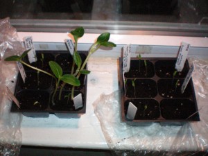 transplanting