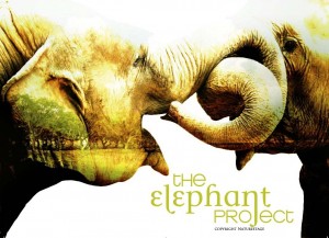 The Elephant Project