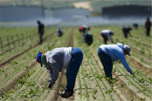 One of FEP's priorities focuses on protecting the rights of California migrant workers. | Photo Courtesy of Lauren Ornelas and the Food Empowerment Project