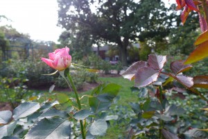 Minot Rose Garden | photo by Vijayta Narang