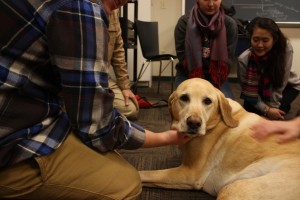 This lab made a ton of new friends Thursday night | Photo by Hanna Klein